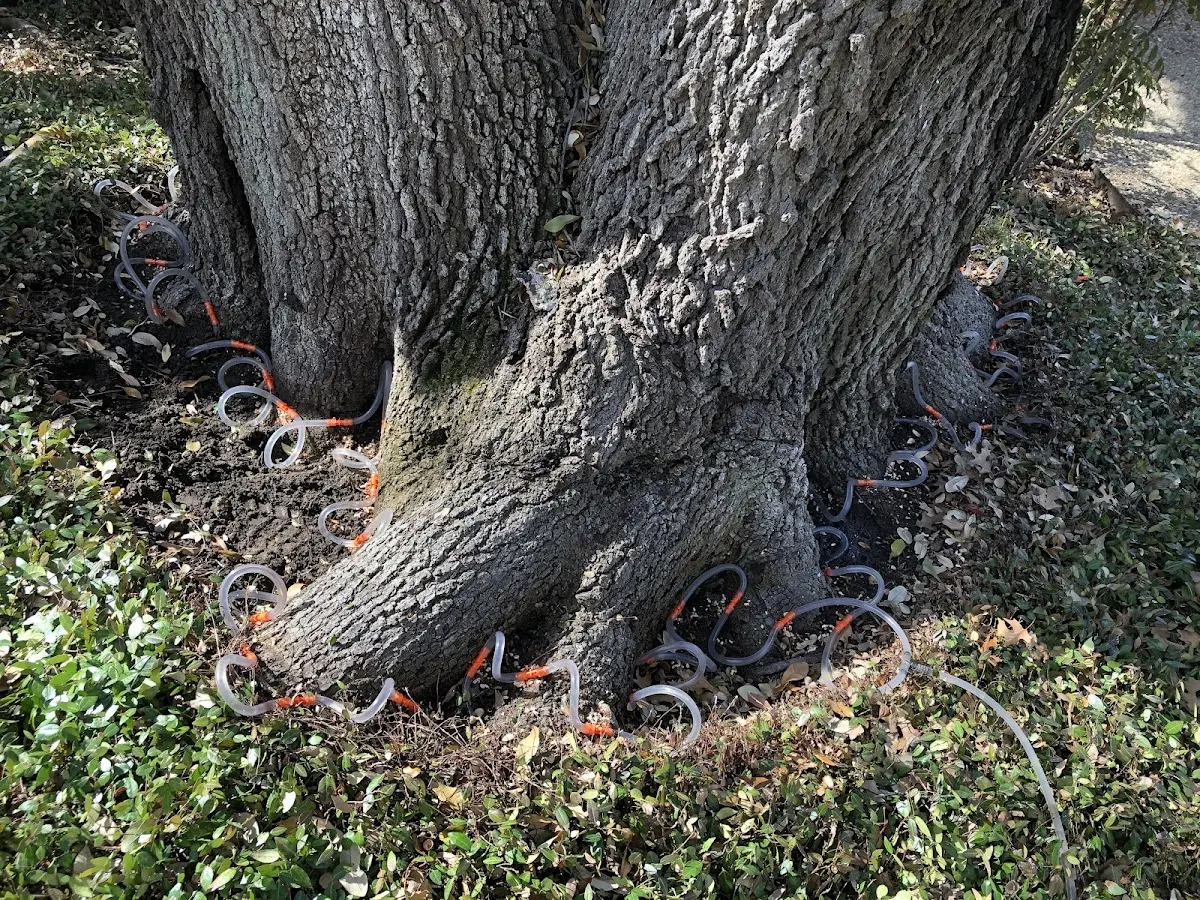 Detailed Tree Cabling and Bracing job site in Warrior