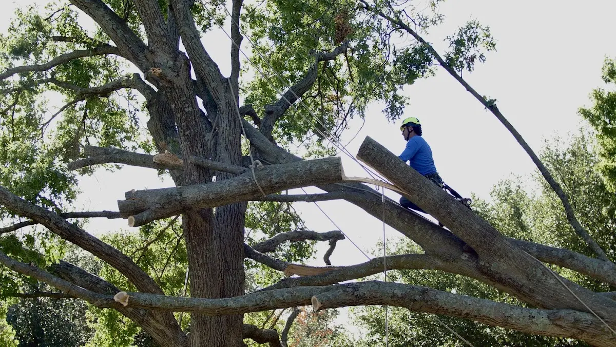 Professional Hazardous Tree Removal performed by certified arborists in Warrior